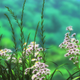 Illustration for article titled iNon Non Biyori Repeat/i: The iAni-TAY/i Review